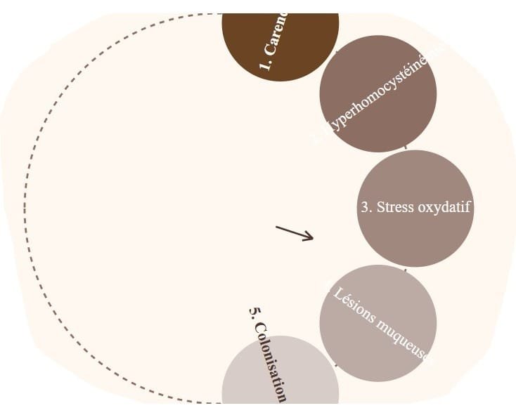 Mécanisme complet inflammation chronique et carence en vitamine B12 Schéma du cercle vicieux inflammation B12 Helicobacter pylori - Mondoc.pro