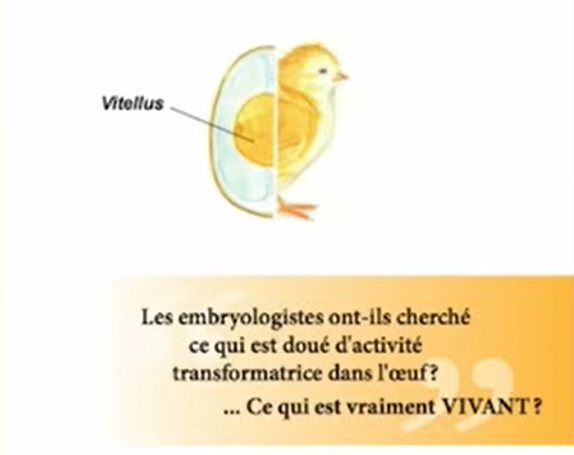 Microzymas dans le vitellus de l'œuf