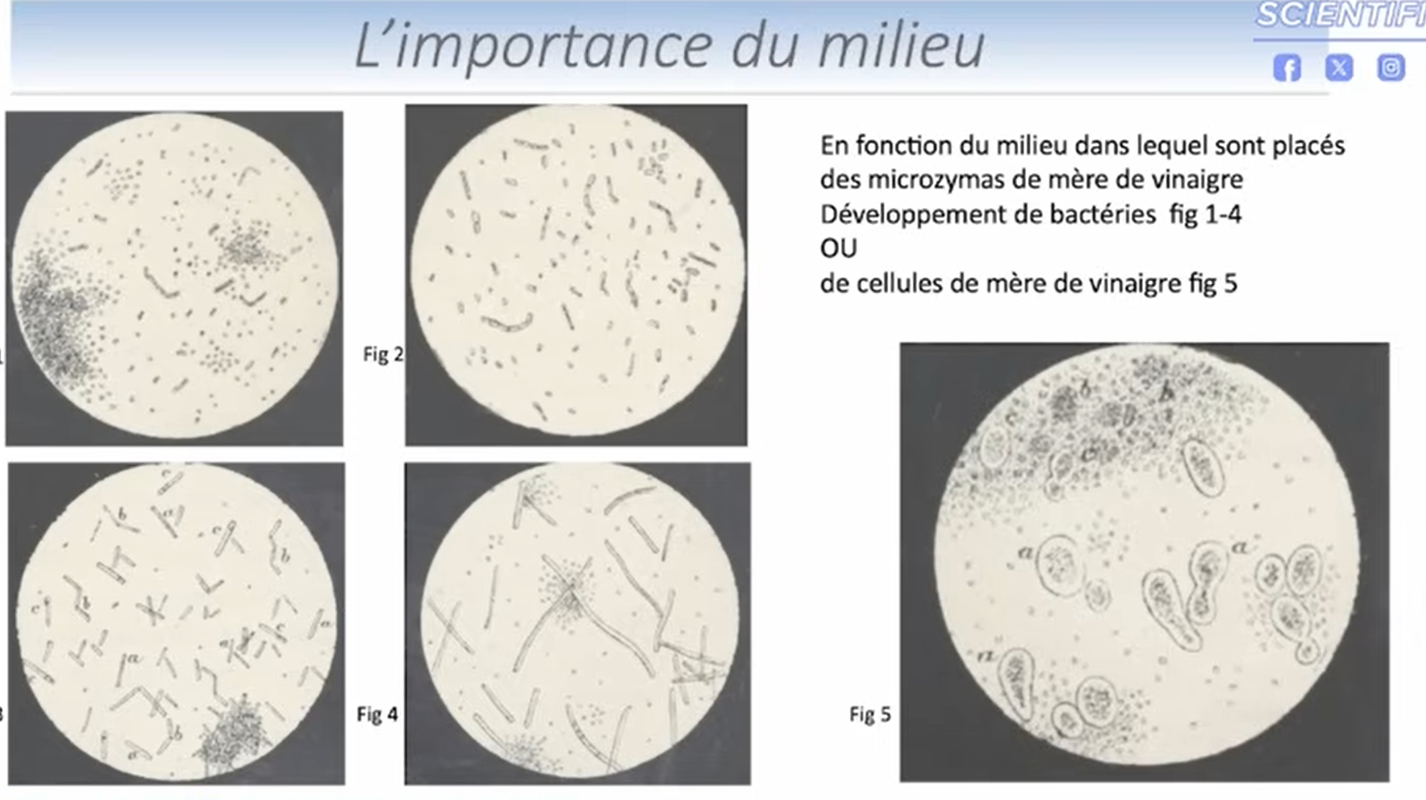 Schéma de Béchamp sur le terrain et l'apparition des micro-organismes